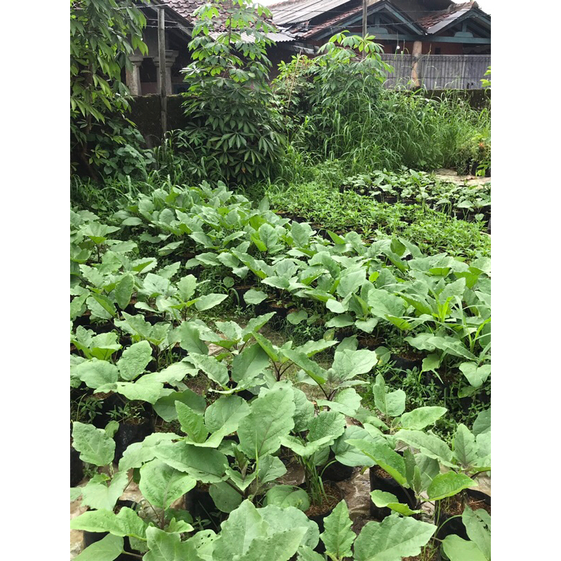 bibit tanaman terong ungu siap berbuah | terong ungu sayur