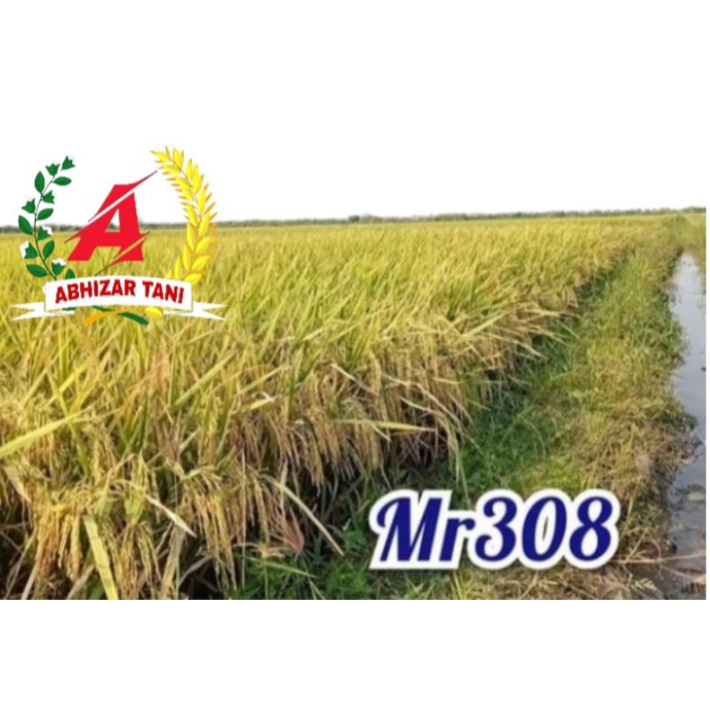 Benih padi MR 308 , KEMASAN 1KG
