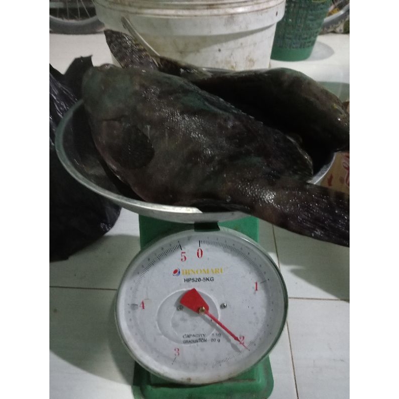 

Ikan kerapu isi 3 ekor per kg