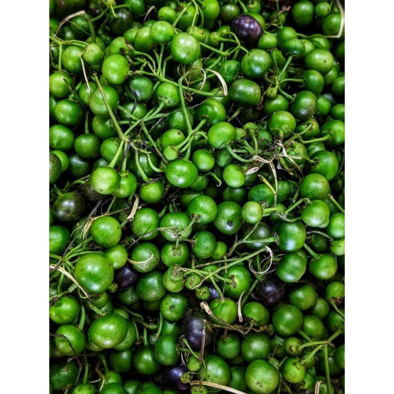 

leunca segar fresh 500grm
