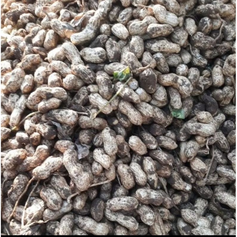 

kacang kulit mentah 1kg