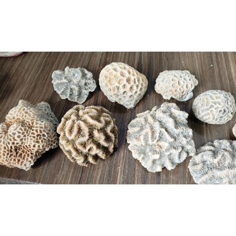 Batu karang death anemon meteor bunga mekar hias koleksi aquarium