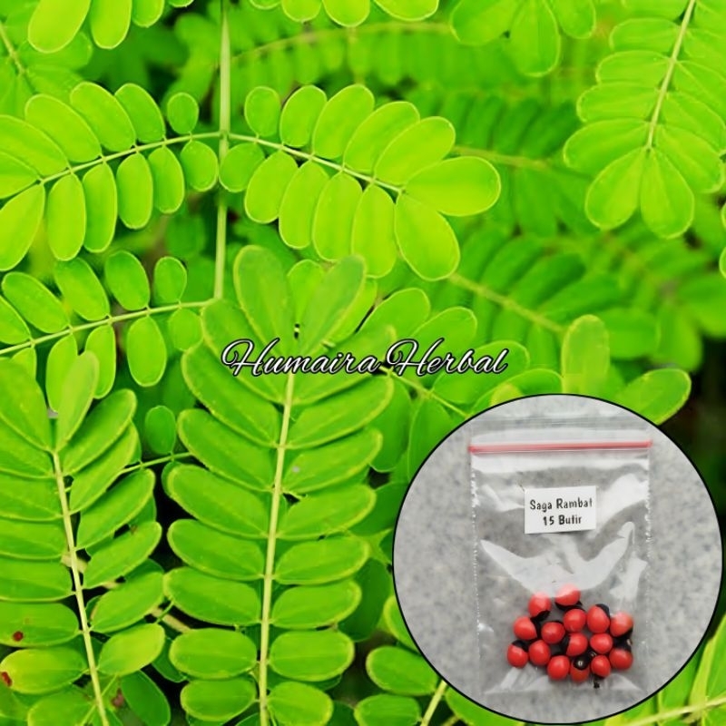 BENIH POHON SAGA RAMBAT/SAGA MANIS 15 Butir Biji/Benih Pohon Saga Rambat