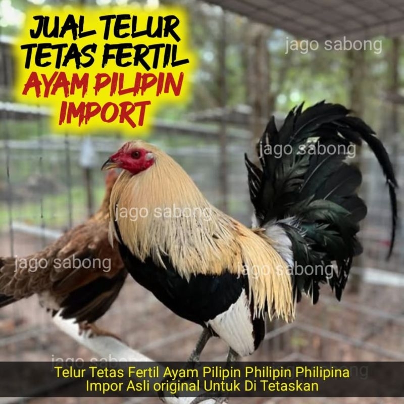 TELUR TETAS FERTIL AYAM ADUAN PILIPIN PHILIPIN PHILIPINE PURE IMPORT / TELUR AYAM LAGA JANTAN WIN 7X