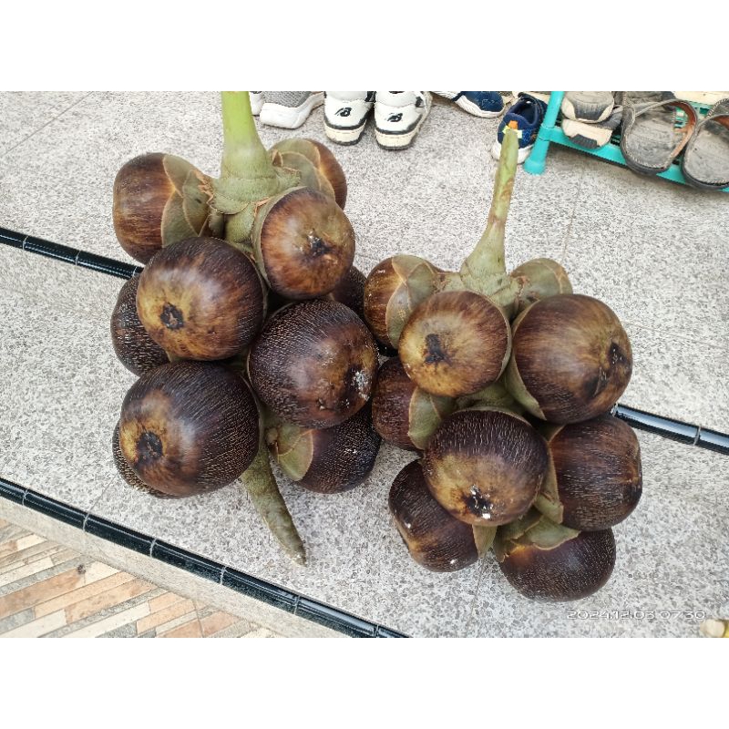 

Buah Lontar Utuh Kesegaran Tahanan 10-15 Hari Dikirim Plus Tangkainya(Paket 10 Buah Utuh Buat Pesta Meriah Harga Murah)