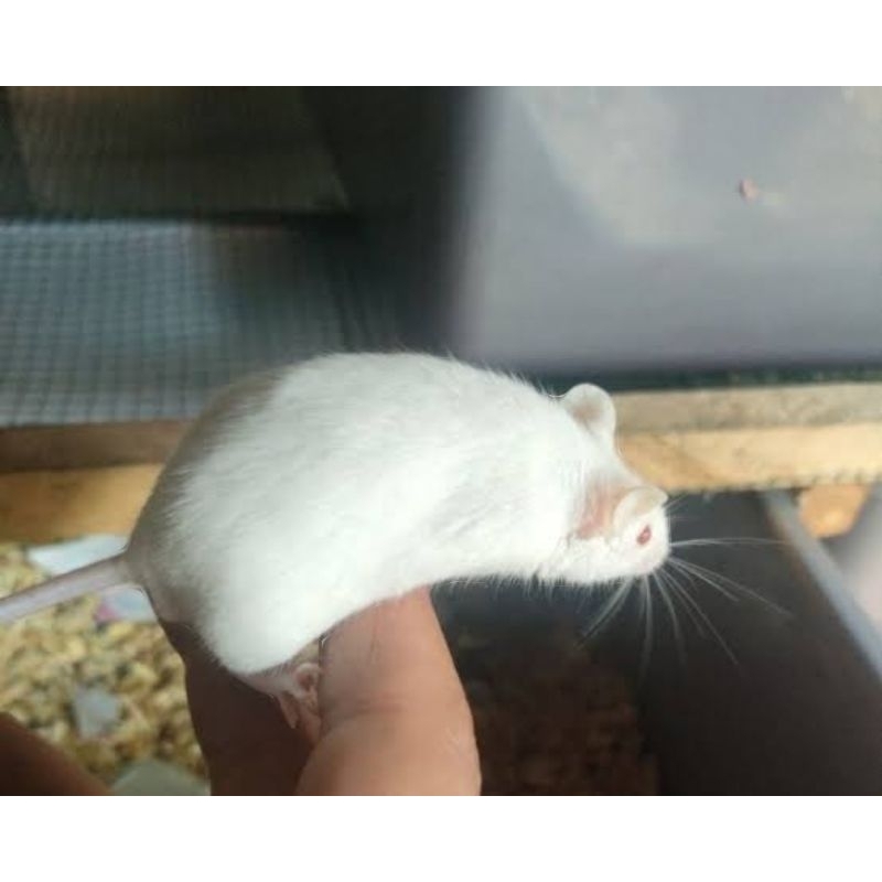 tikus putih mencit rat