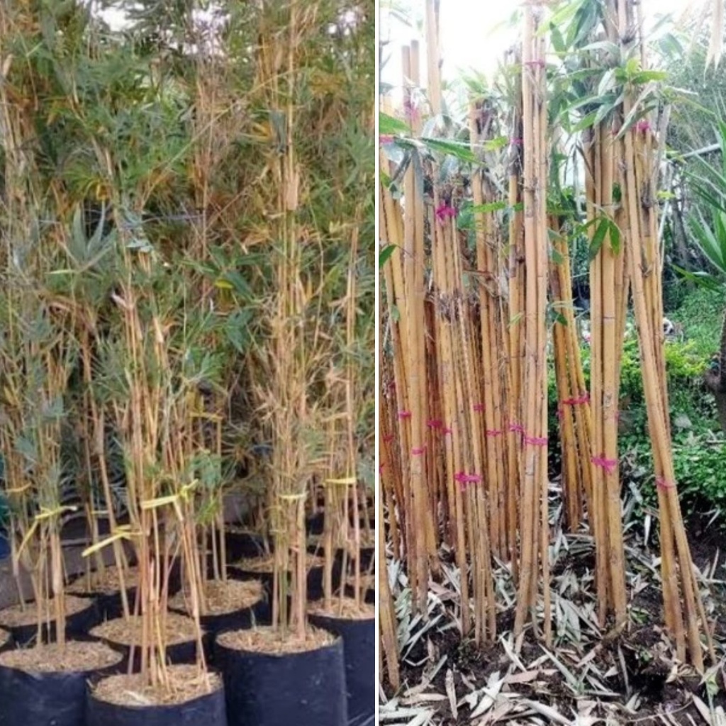 Pohon Bambu Kuning Jepang 2 Uk/Jenis - Tanaman Hias Bambu Kuning - Tinggi - Rimbun