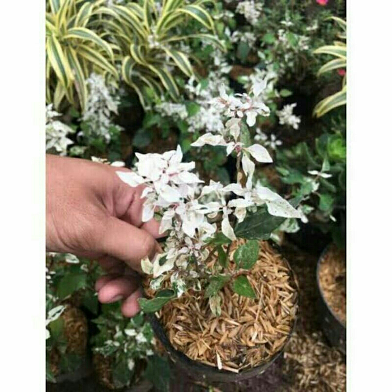 Anting putri salju (Anting putri salju)