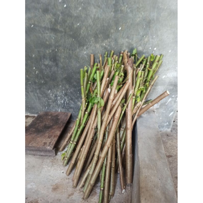 bibit telo papua super