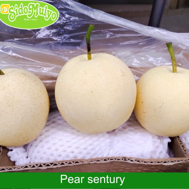 

Buah pir/pear sentury fresh manis (1kg) | ud sidomulyo fresh