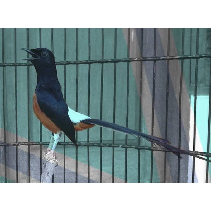 MURAY BATU GACORAN siap gantang isian tembakan