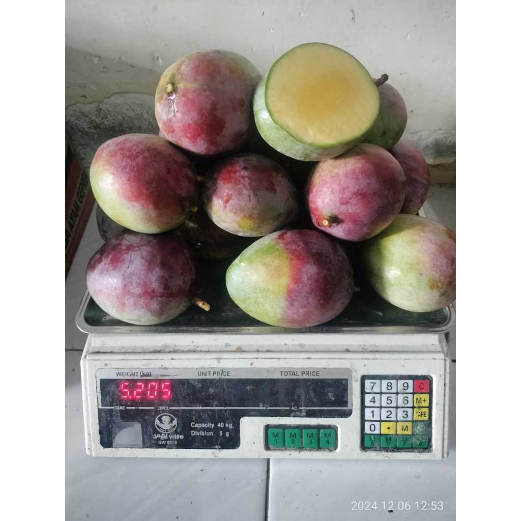 

Mangga irwin 1kg kondisi tua