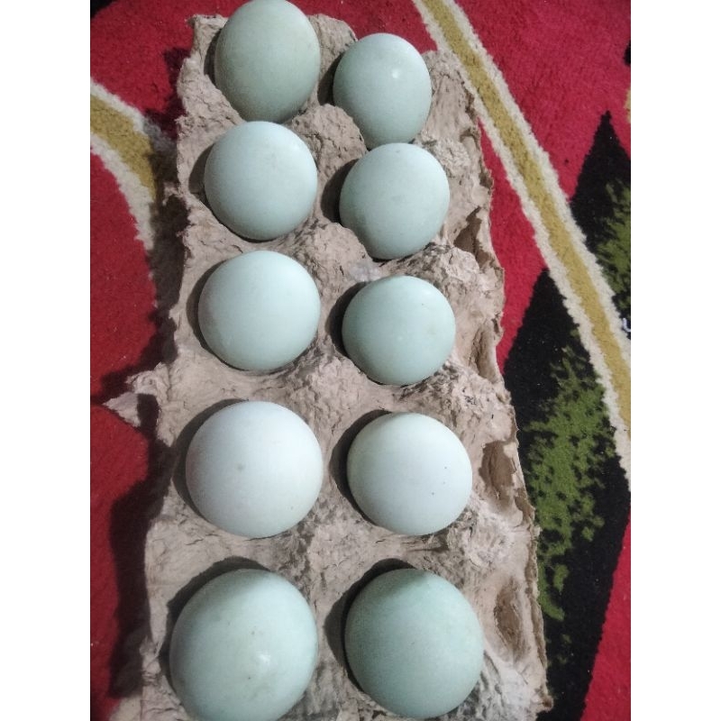 

TELUR ASIN MATANG OMEGA 10butir