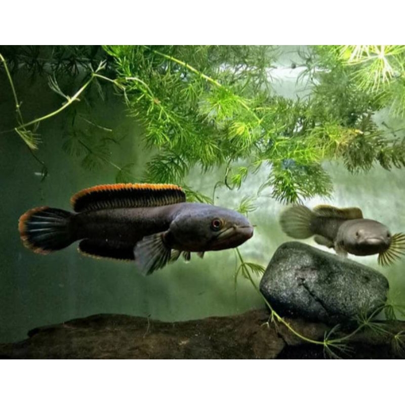 STIKER CHANNA LIMBATA PAIR ALAM  SIZE 16-20cm