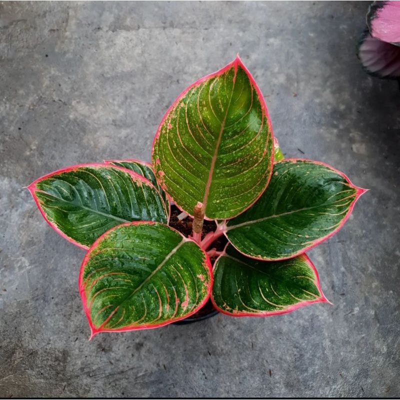 Aglonema Lipstik Greg