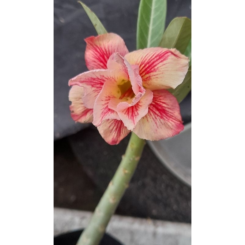Adenium tumpuk ori