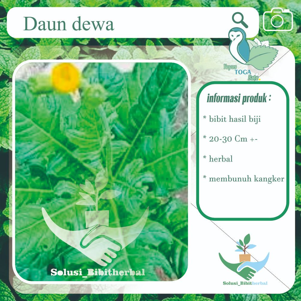 daun dewa obat herbal kangker tumor bibit