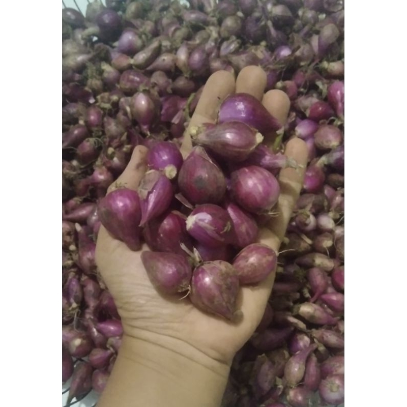 

Bawang Merah Besar