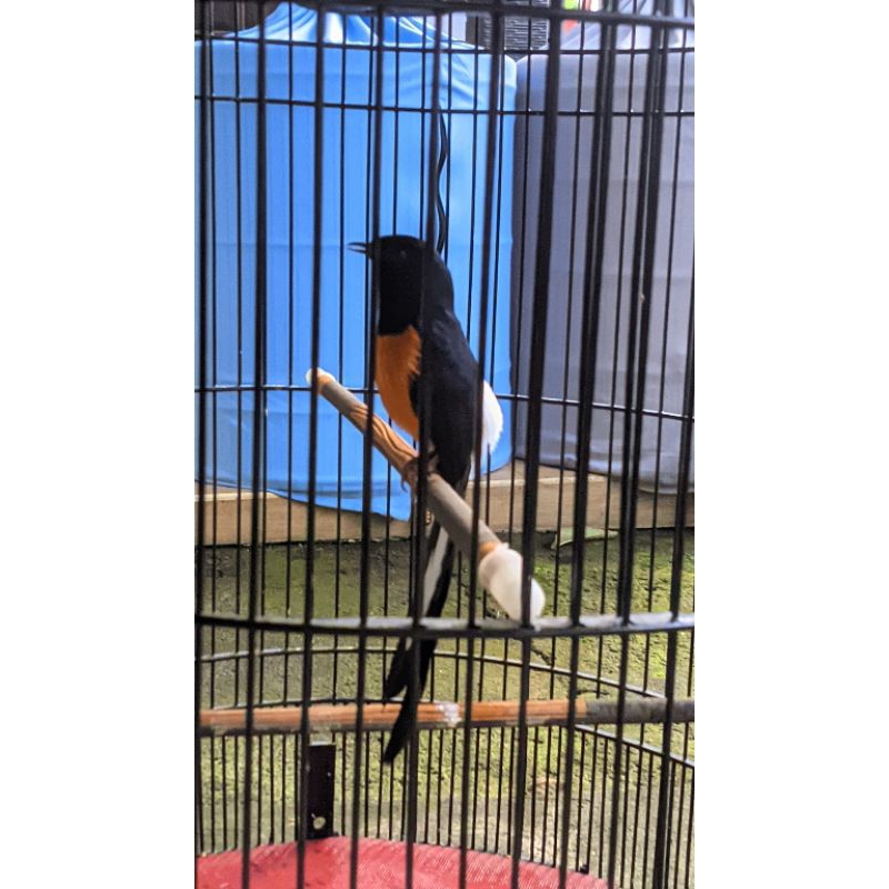 tangkringan murai batu