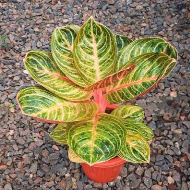 bunga aglonema rinjani (induk & anakan)