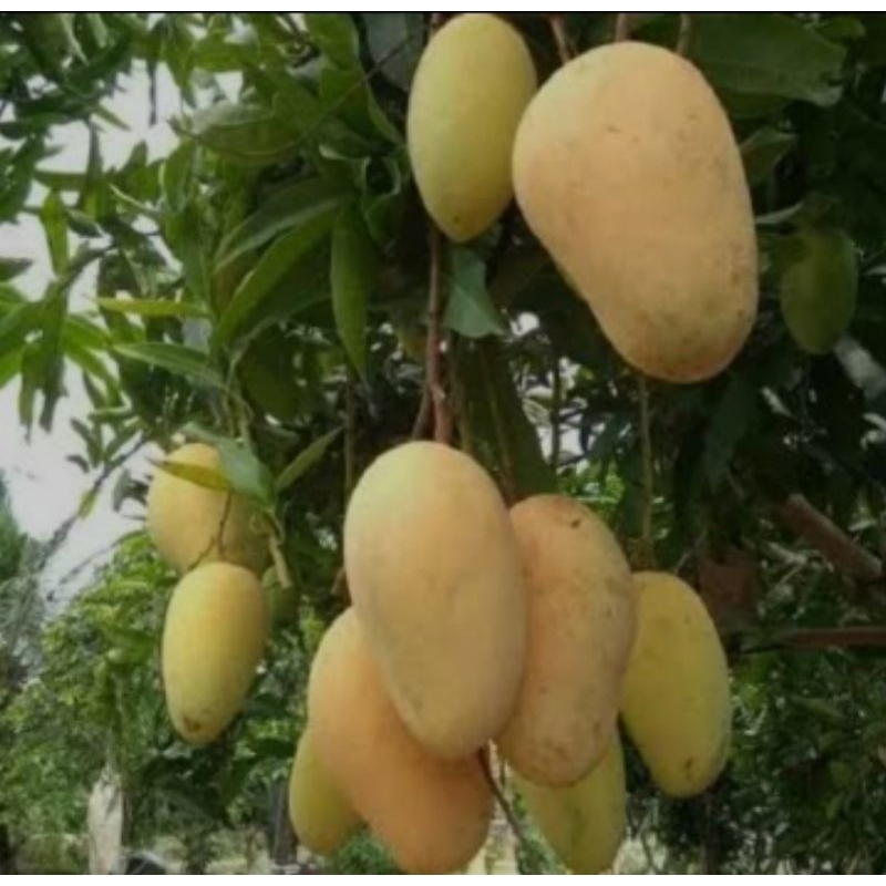 bibit mangga chokanan (okulasi) siap berbuah