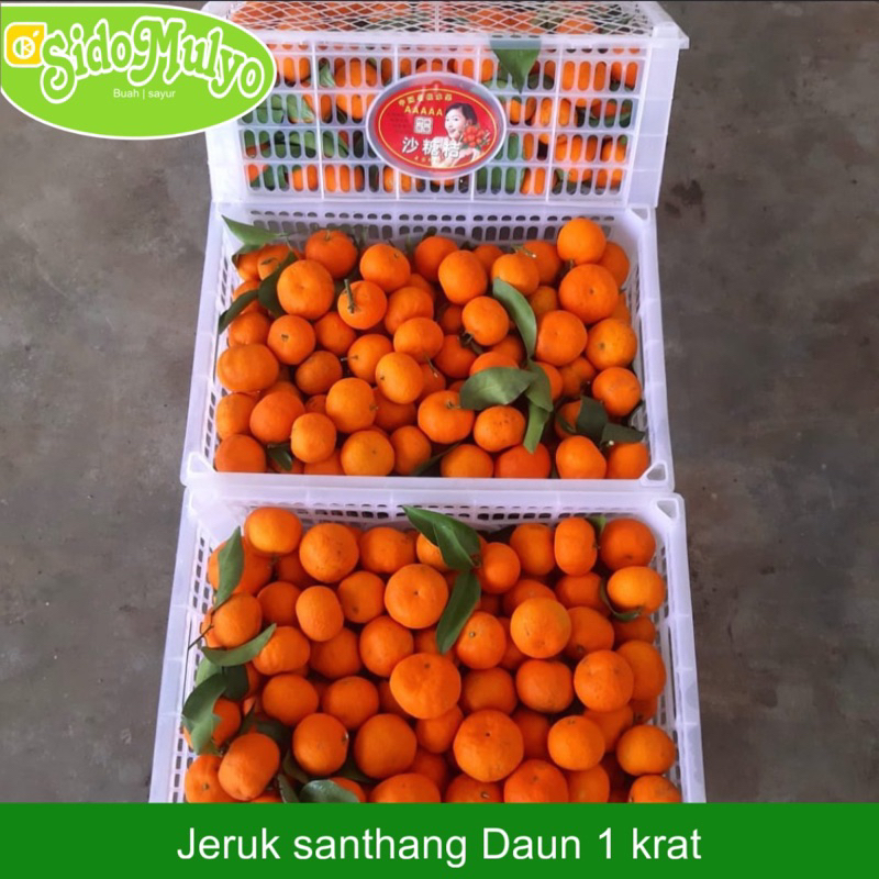 

Buah Jeruk santhang daun fresh manis (tanpa biji) 1 krat | ud sidomulyo fresh