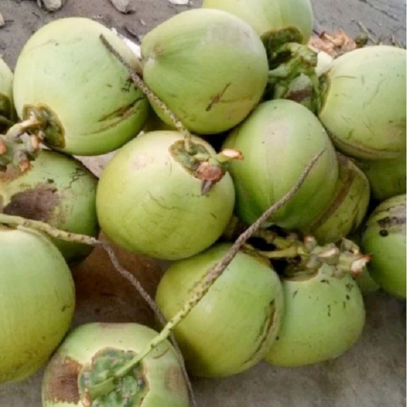 

Buah Kelapa Muda/ 1 buah