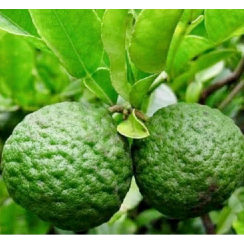 

Buah Jeruk Limau / 1 buah