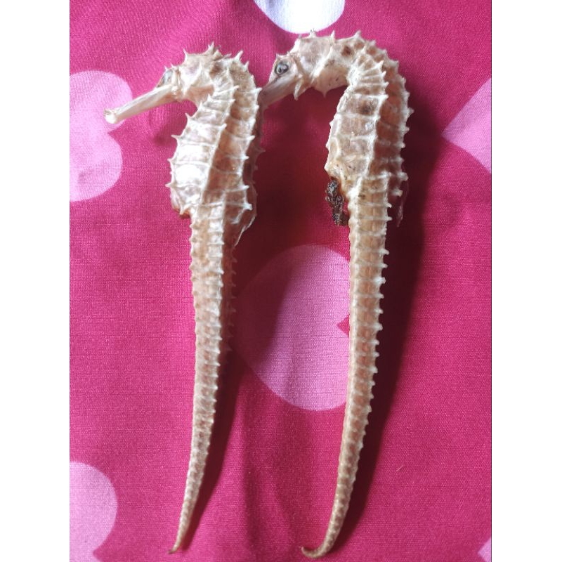 

Kuda Laut Kering SUPER JUMBO Grade A (1pcs)