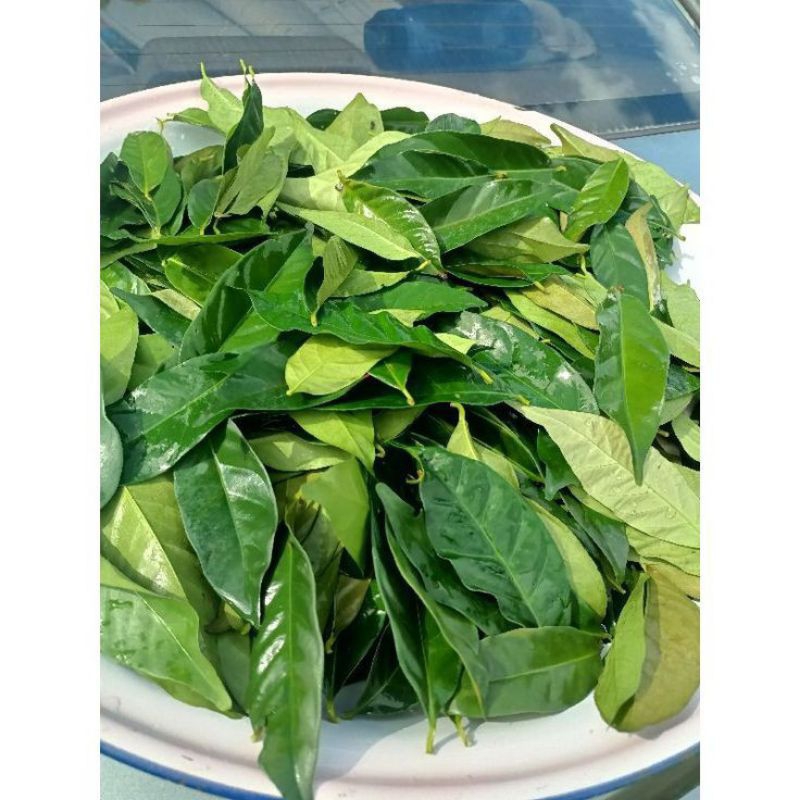 

DAUN SALAM SEGAR 50 LEMBAR/DAUN SALAM