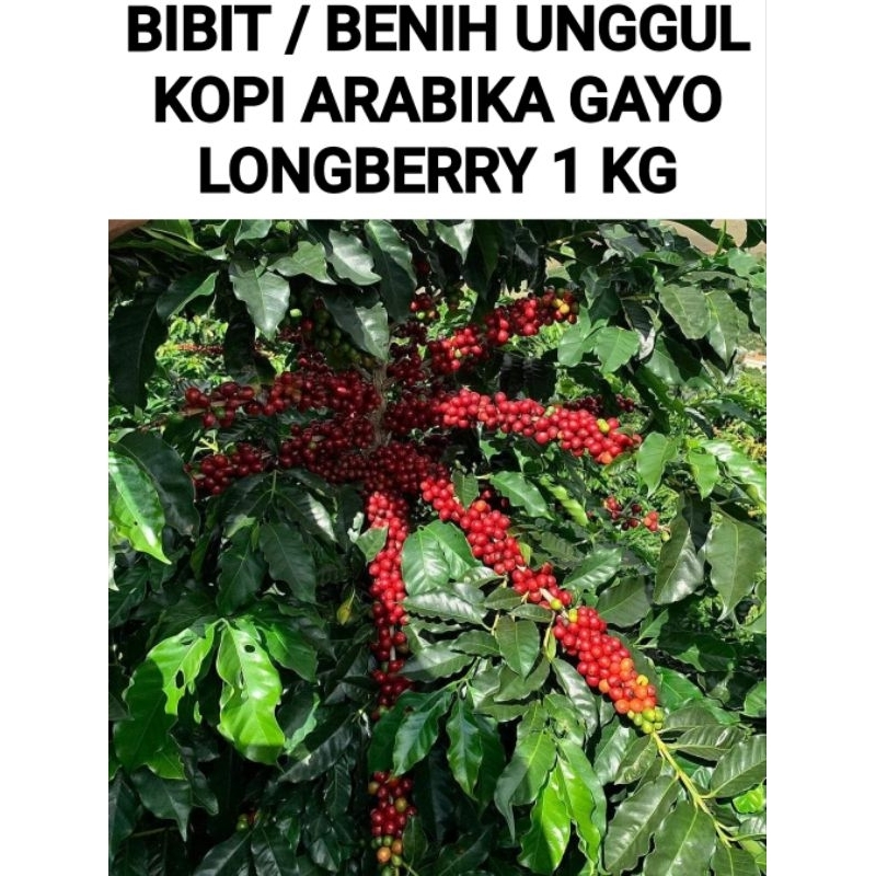 BIBIT / BENIH KOPI ARABIKA GAYO ( LONGBERRY ) 1 KG COD
