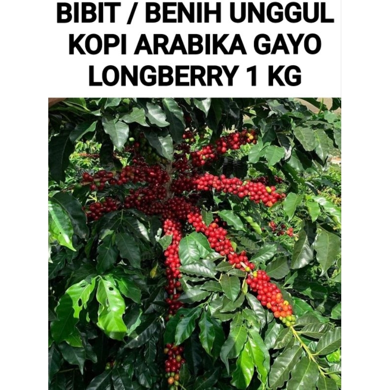 BIBIT / BENIH KOPI ARABIKA GAYO 1 KG COD