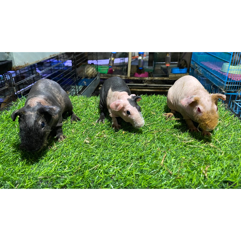 Guinea pig skinny/marmut hias skinny