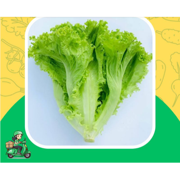 

Selada Keriting Fresh 1 Ikat