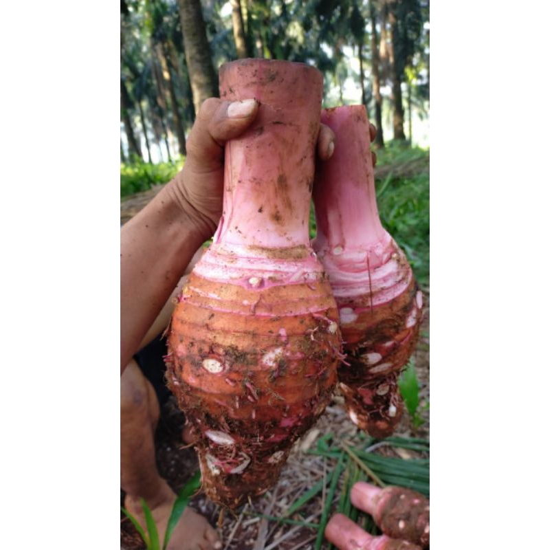 

umbi talas Bogor legit jual batangan fres & instan