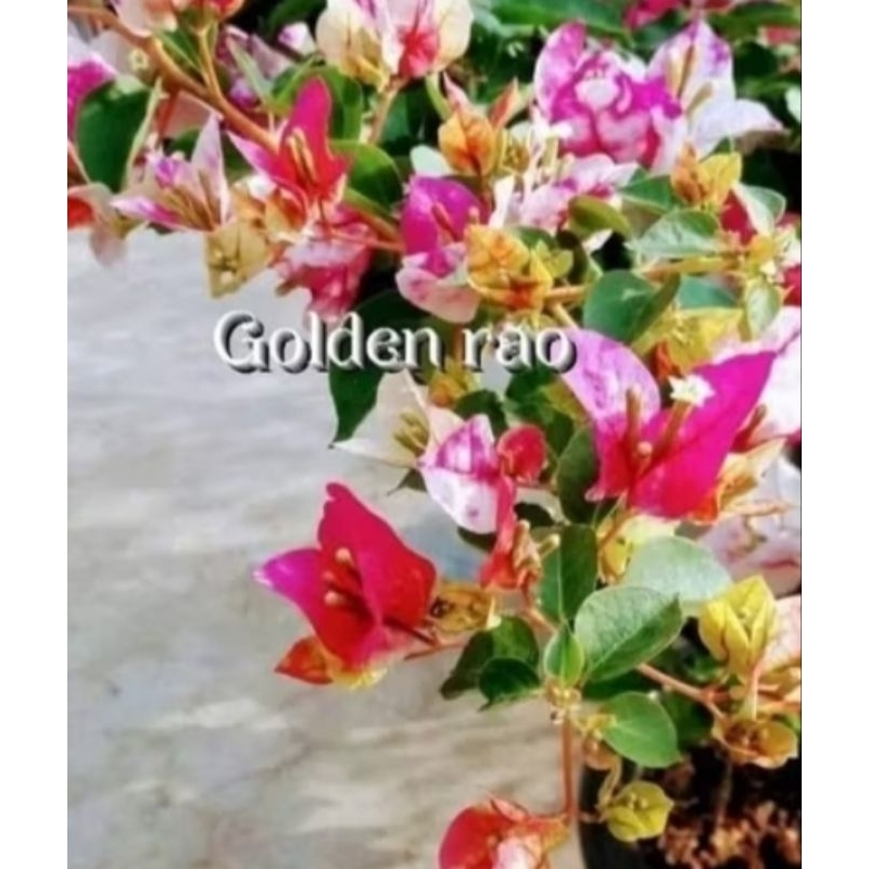 golden Rao 35 rb bibit ori