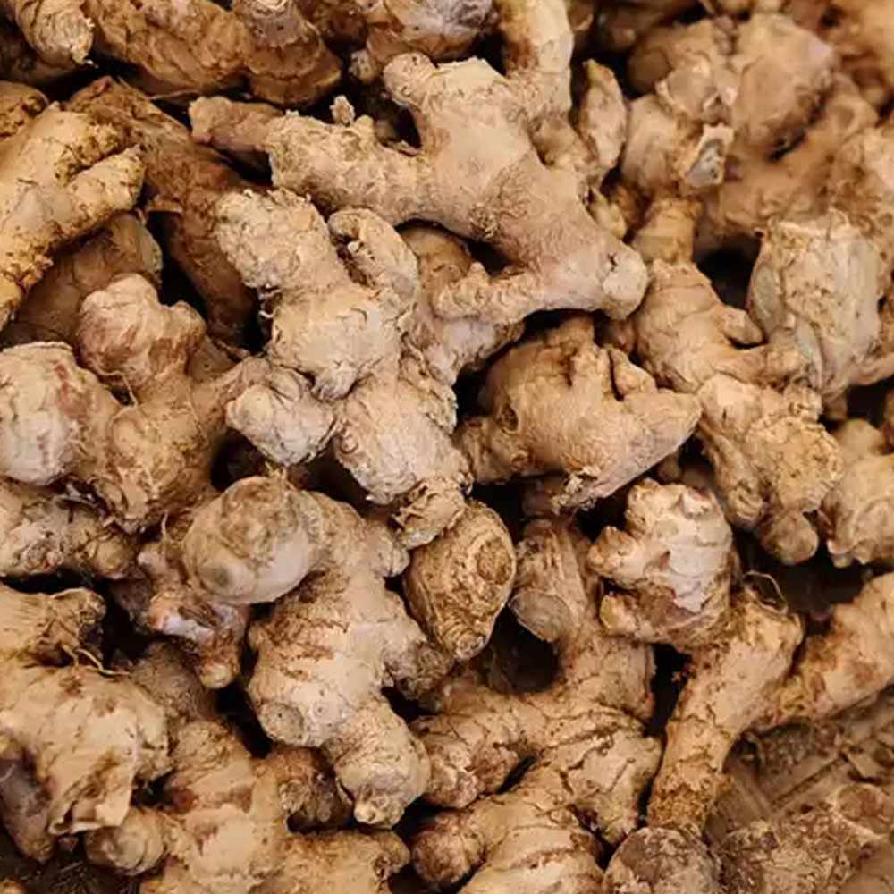 

Jahe Emprit Setengah Kilo fresh dari ladang