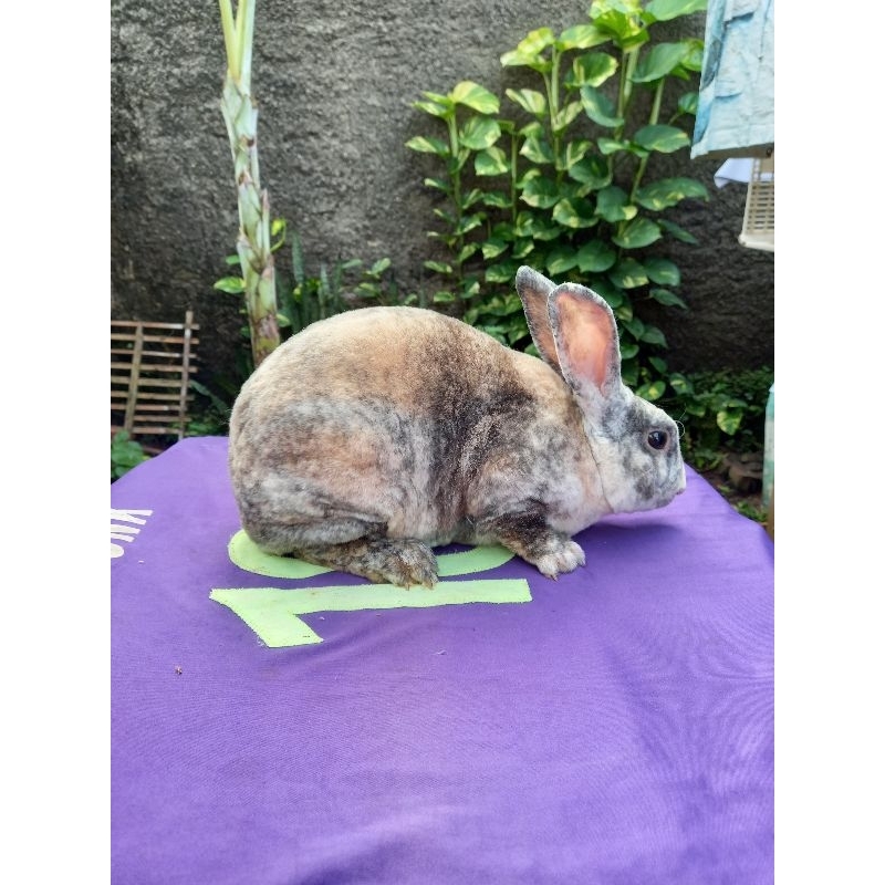 Kelinci Rex bulu karpet jantan dewasa (2).