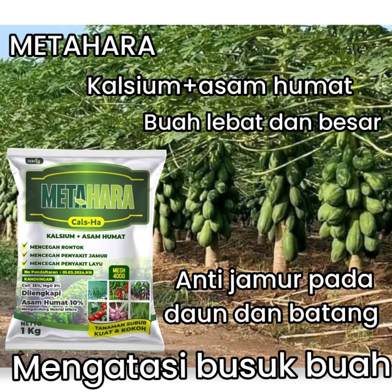 Kalsium Asam Humat Mengatasi Busuk Buah Dan Jamur Tanaman  Pepaya