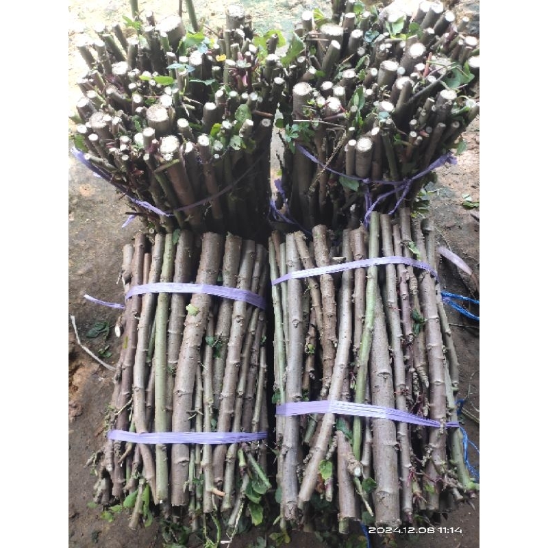 

Singkong /Telo papua pakan Ternak 1kg isi 20 panjang 30-35cm