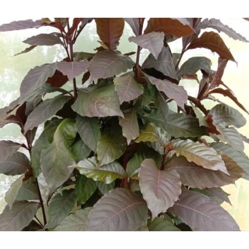 

Herbal wasir daun ungu daun handeuleum segar fresh