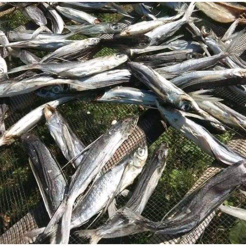 

ikan tuing tuing / ikan terbang Sulawesi barat