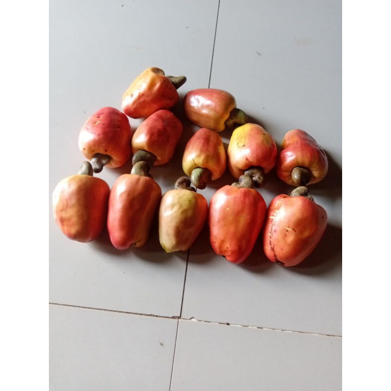 

buah jambu Mede monyet 1 biji