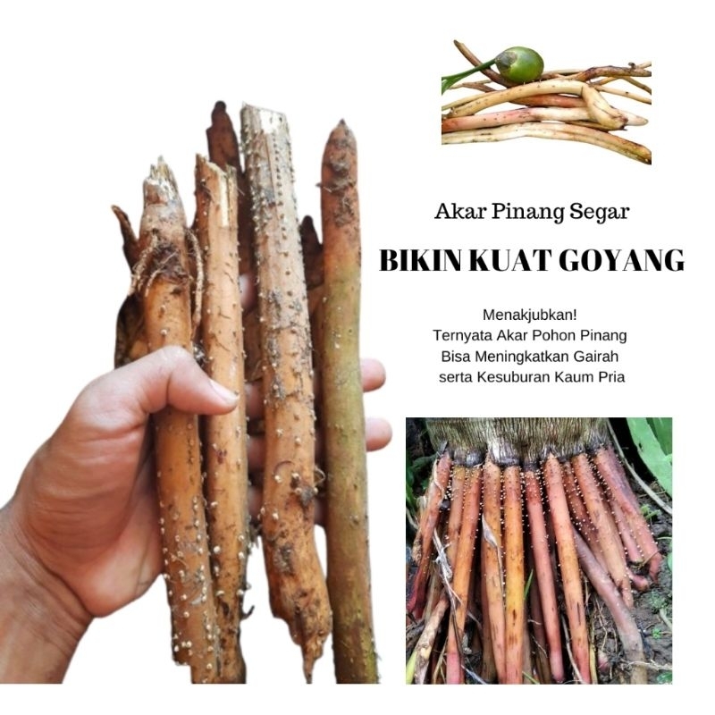 

Akar Pinang Muda/Akar Jambe seger 200gram herbal obat kuat