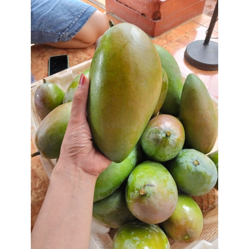 

mangga kiojay mengkal 2kg isi 3-4 biji.