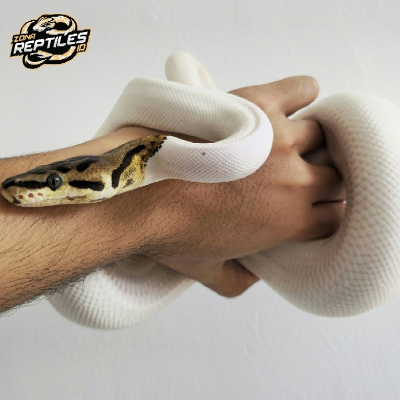 Ball Python Spider Piebald (Famale)