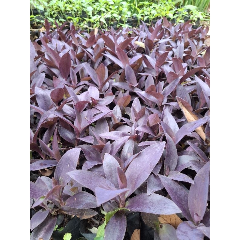 Tanaman hias adam hawa ungu / adam hawa ungu