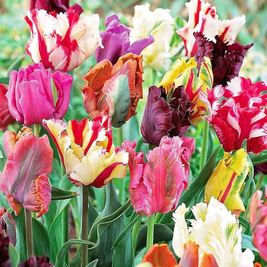 Umbi Bunga Tulip Giant