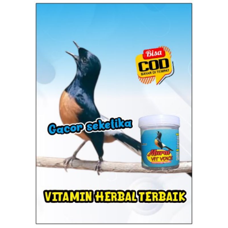 murai vit voice penggacor seketika murai gacor mutah isian / vitamin penggacor murai gacor juara / p
