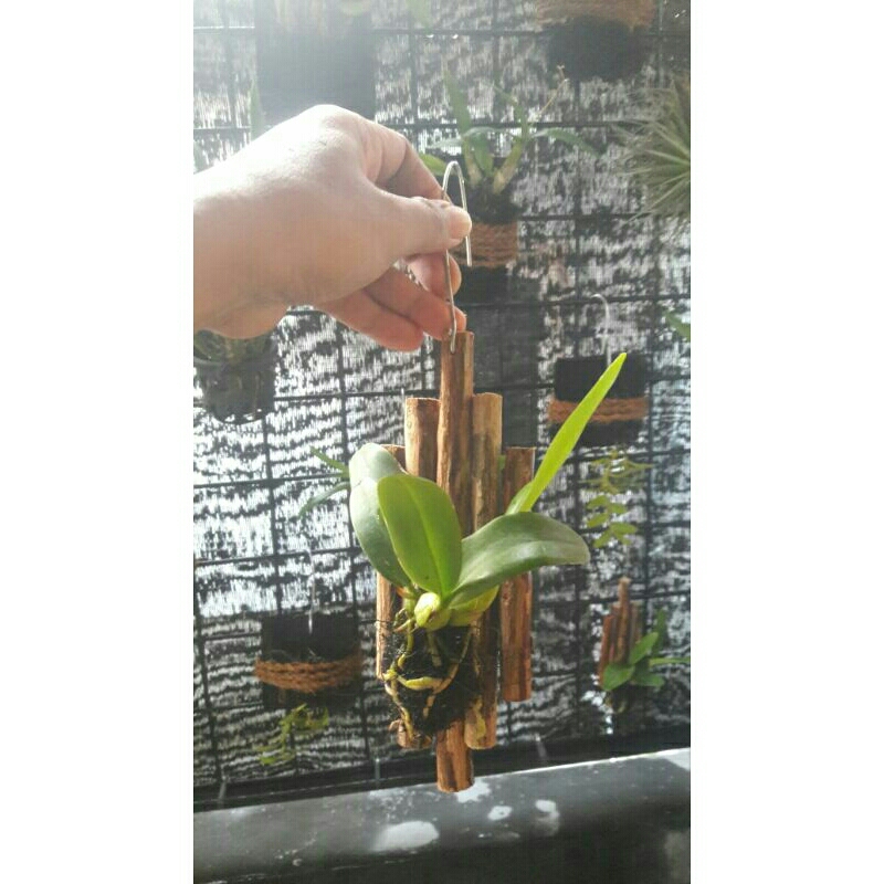 pot kayu kopi/ cantolan kayu kopi